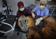 Sibolangit, SOCP Quarantine Centre, North Sumatra, Indonesia. Fahzren is undergoing a routine medical check.Junior vet Miuthya (r) and senior vet Yenny (l) left examine the orangutan.Fahzren is 30 years old and comes from a zoo in Malaysia where he has lived since he was a baby. His medical condition is fine but he does not have the skills to survive in the wild. General caption:Indonesia’s Sumatran orangutan is under severe threat from the incessant and ongoing depletion and fragmentation of the rainforest.  As palm oil and rubber plantations, logging, road construction, mining, hunting and other development continue to proliferate, orangutans are being forced out of their natural rainforest habitat. Organizations like the OIC (Orangutan Information Centre) and their immediate response team HOCRU (Human Orangutan Conflict Response Unit), rescue orangutans in difficulty (lost, injured, captive...) while the SOCP (Sumatran Orangutan Conservation Programme) cares for, rehabilitates and resocializes orangutans at their purpose-built medical facility, aiming to reintroduce them into the wild and to create new self-sustaining, genetically viable populations in protected forests.That we share 97% of our DNA with orangutans seems obvious when you observe their human-like behavior. Today, with just over 14,000 specimens left, the Sumatran orangutan (Pongo Abelii) along with the 800 specimens of the recently discovered Tapanuli species (Pongo tapanuliensis), are listed as critically endangered by the International Union for Conservation of Nature (IUCN).