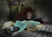 Sibolangit, SOCP Quarantine Centre, North Sumatra, Indonesia. Serja, an 8-year-old female, sits in a private cage (one of 20 isolation cages) in the quarantine area separated from the other orangutans. The veterinarian has removed a cancerous tumor from her ovaries. For the moment, she is refusing to eat, does not want to see anybody and protects herself by hiding under her blanket which according to some experts is a sign of impending death. Regretfully, she died one week after this photo was taken.General caption:Indonesia’s Sumatran orangutan is under severe threat from the incessant and ongoing depletion and fragmentation of the rainforest.  As palm oil and rubber plantations, logging, road construction, mining, hunting and other development continue to proliferate, orangutans are being forced out of their natural rainforest habitat. Organizations like the OIC (Orangutan Information Centre) and their immediate response team HOCRU (Human Orangutan Conflict Response Unit), rescue orangutans in difficulty (lost, injured, captive...) while the SOCP (Sumatran Orangutan Conservation Programme) cares for, rehabilitates and resocializes orangutans at their purpose-built medical facility, aiming to reintroduce them into the wild and to create new self-sustaining, genetically viable populations in protected forests.That we share 97% of our DNA with orangutans seems obvious when you observe their human-like behavior. Today, with just over 14,000 specimens left, the Sumatran orangutan (Pongo Abelii) along with the 800 specimens of the recently discovered Tapanuli species (Pongo tapanuliensis), are listed as critically endangered by the International Union for Conservation of Nature (IUCN).